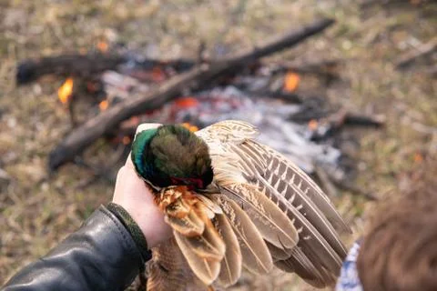 Fowl preparing, Hunting theme. Hands of man pull out a feathers of colorful Stock Photos