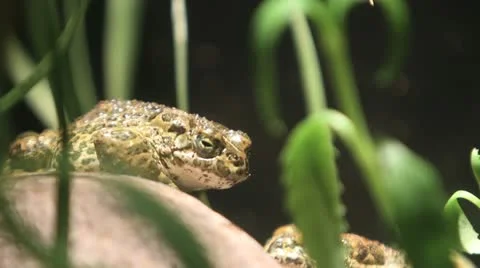 Fowler's Toad sitting on rock Stock Footage 12726413