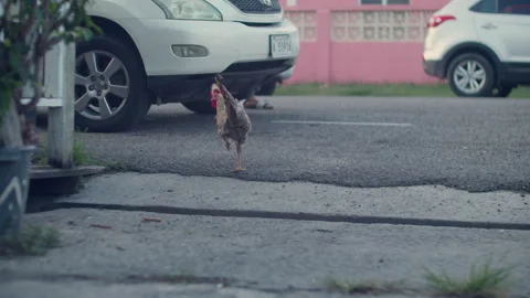 Fowls Stock Footage 244527356