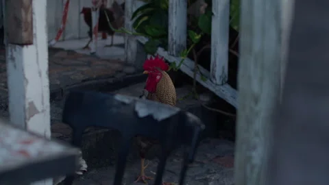 Fowls Stock Footage 244527617