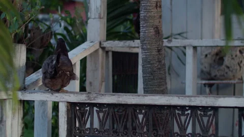 Fowls Stock Footage 244527730