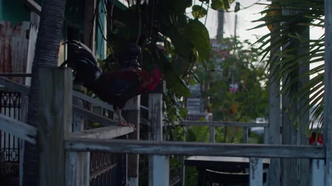 Fowls Stock Footage 244527795