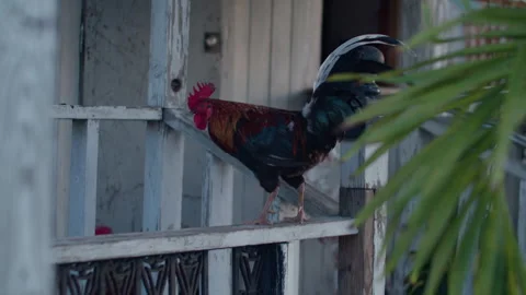 Fowls Stock Footage 244528524