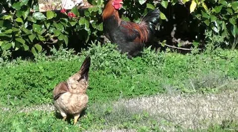 Fowls in the garden Stock Footage 11291243