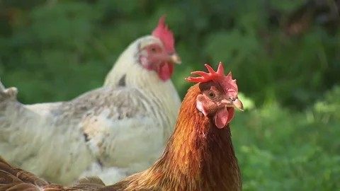 Fowls watching Stock Footage 78088494