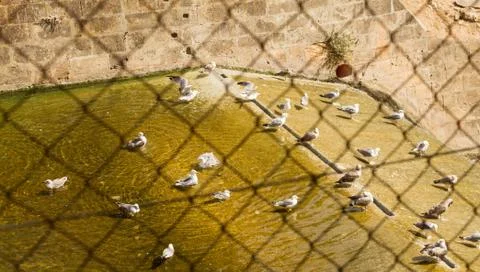 Fowls in the water Foto stock