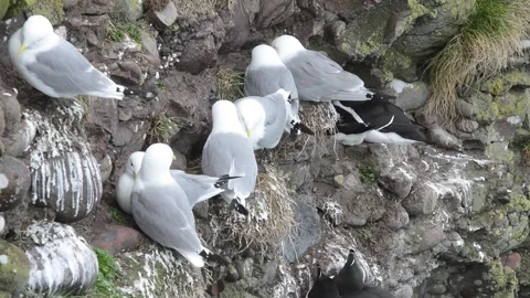 Fowlsheugh Kittywakes Video stock 321601908