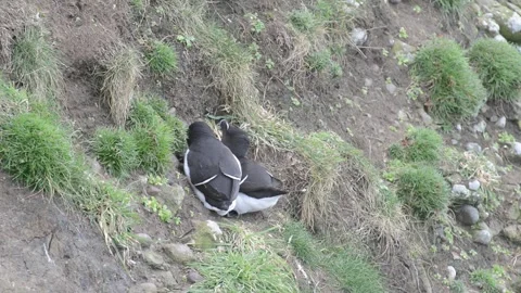 Fowlsheugh Razorbill 3 Video stock 321601905