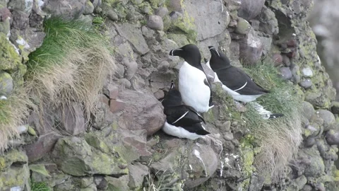 Fowlsheugh Razorbill  5 Video stock 321601912