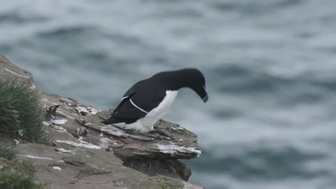 Fowlsheugh Razorbill 6 B Video stock 321601907