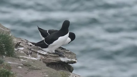 Fowlsheugh Razorbill 6 Video stock 321601902