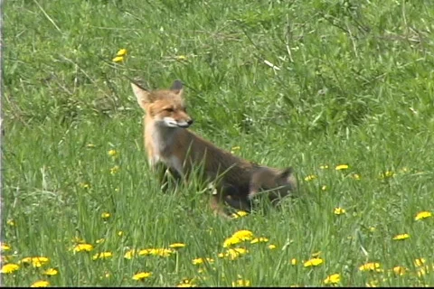 Fox 2 Stock Footage 842808