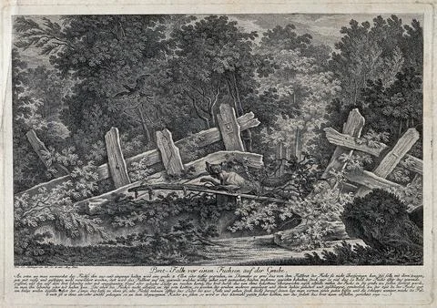 A fox about to fall into a pit-trap disguised with shrubwood. Etching by J... Stock Illustration