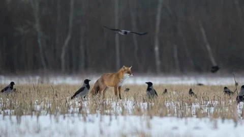 Fox among the crows in the winter Stock Photos