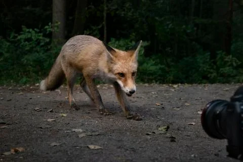 Fox and camera Stock Photos
