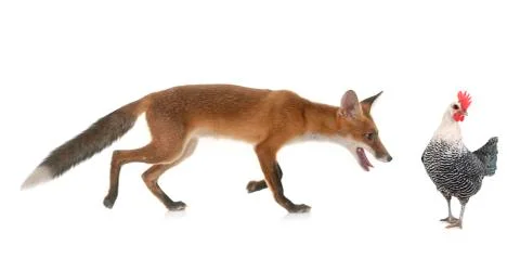 Fox and chicken Stock Photos
