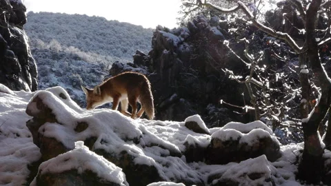 The fox and the cold Stock Footage 103056203