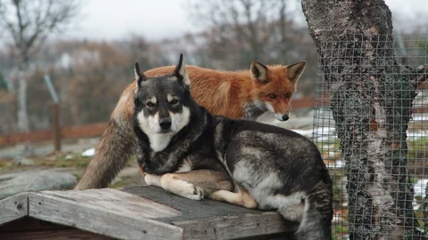 Fox and a dog together Stock Footage 118019965