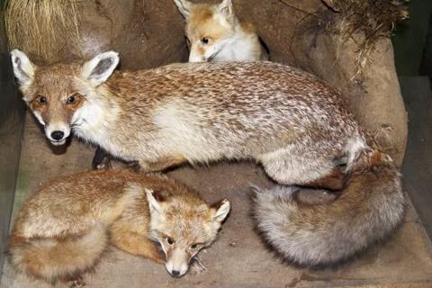 Fox and her progeny Stock Photos