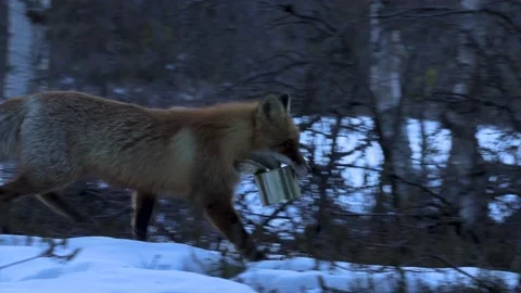 Fox and people. Stock Footage 194030686
