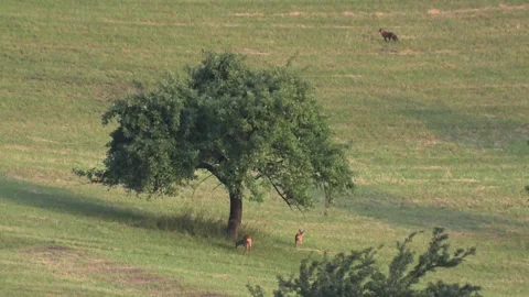  fox and two roe deer on a meadow in summer Stock Footage 212937002