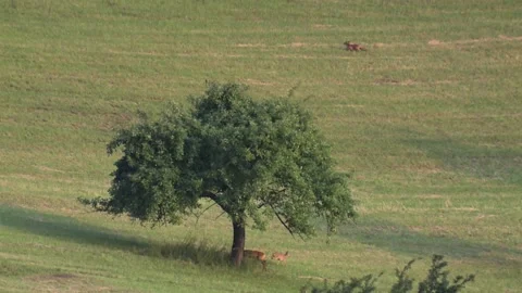 Fox and two roe deer on a meadow in summer Stock Footage 212937146