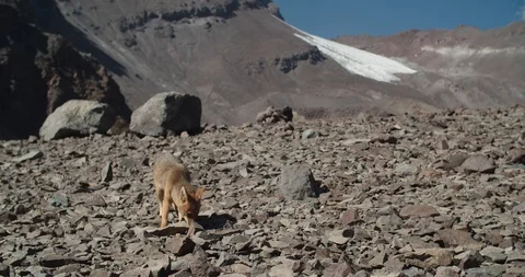 Fox in Andes mountains in Chile  Stock Footage 126995253