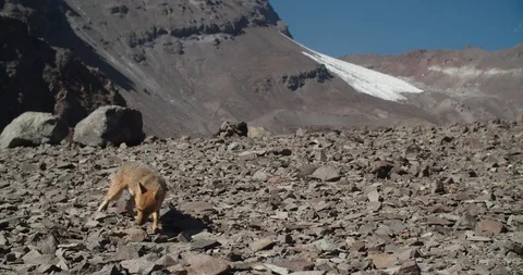 Fox in Andes mountains in Chile  Stock Footage 126995855