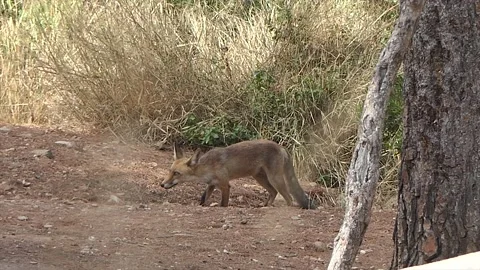 Fox animal Video stock 183668264