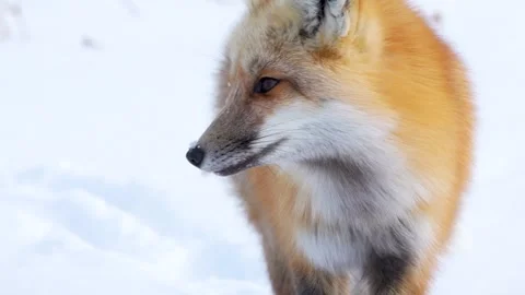 Fox on Approach Stock Footage 300791222