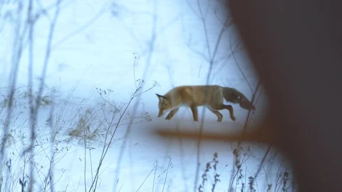 Fox approaches hunting zone before diving in the snow and leaving sad Video stock 100239664