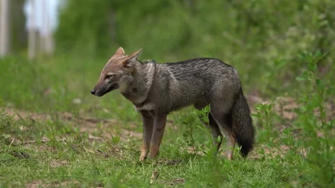 Fox on the atlantic coast of argentina Stock Footage 275205322