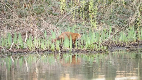 Fox attacking grass snake by pond Stock-Footage 321688367