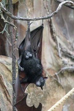 Fox bat hanging upside down Stock Photos