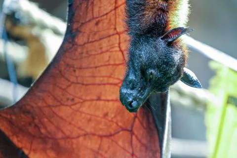 Fox bat hanging upside down Foto stock