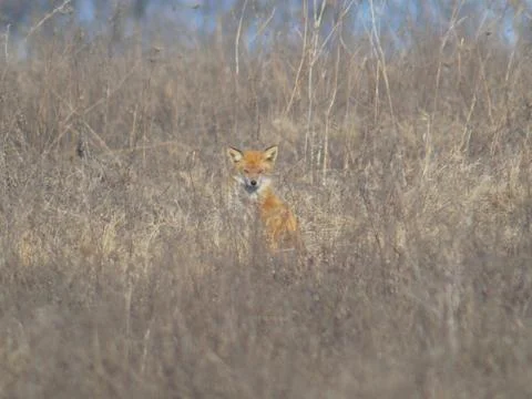 Fox beast in the wild Stock Photos