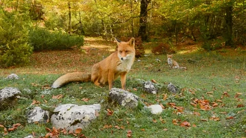 Fox in the beech forest 库存影片 135447262
