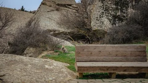 Fox behind the bench Stock Photos