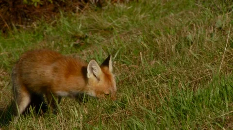 Fox being fed in forest Stock Footage 60691654