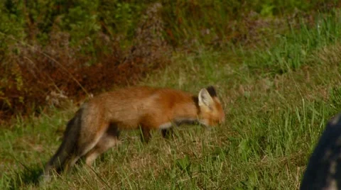 Fox being fed in forest Stock Footage 60691657
