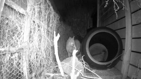 A fox is being nosey in a back garden during Storm Chandra. Vídeos de archivo 331163993