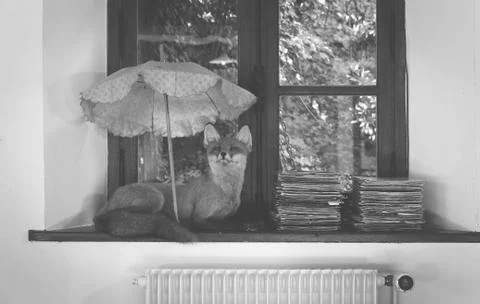 Fox beneath umbrella in front of the window Stock Photos