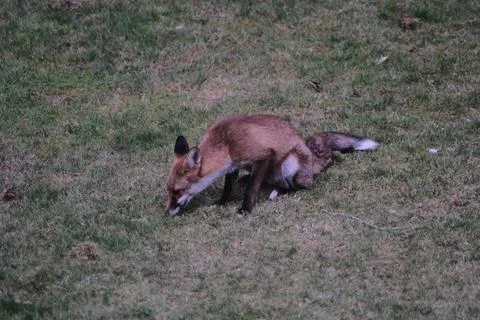 Fox in British Garden 스톡 사진