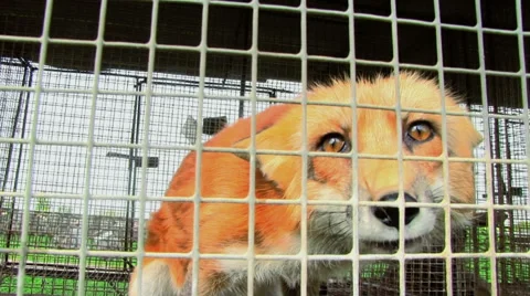 Fox In The Cage Видео 58912495