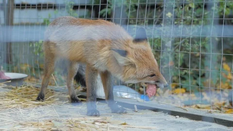 Fox in the cage Stock Footage 101979103