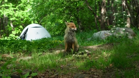 Fox camp Stock Footage 154985010
