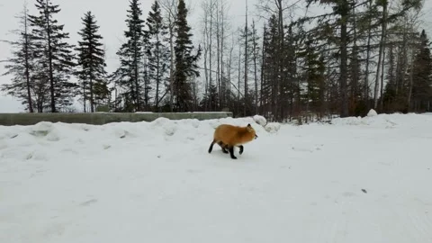 Fox at campground Stock Footage 275290743