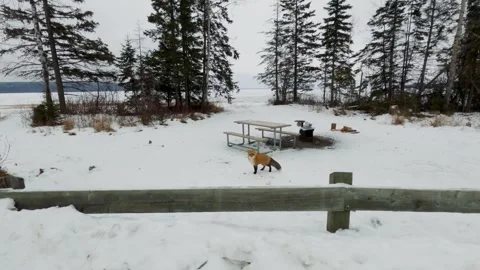 Fox at campsite Stock Footage 275290562