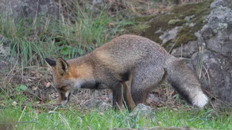 Fox carefully choosing a resting spot in wet grass 04 Stockbeeldmateriaal 233458797
