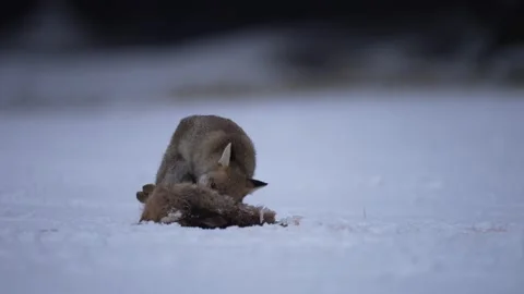 Fox with catch hare, feeding behaviour in the nature. Cold winter with fox. Hunt Stock Footage 164315146